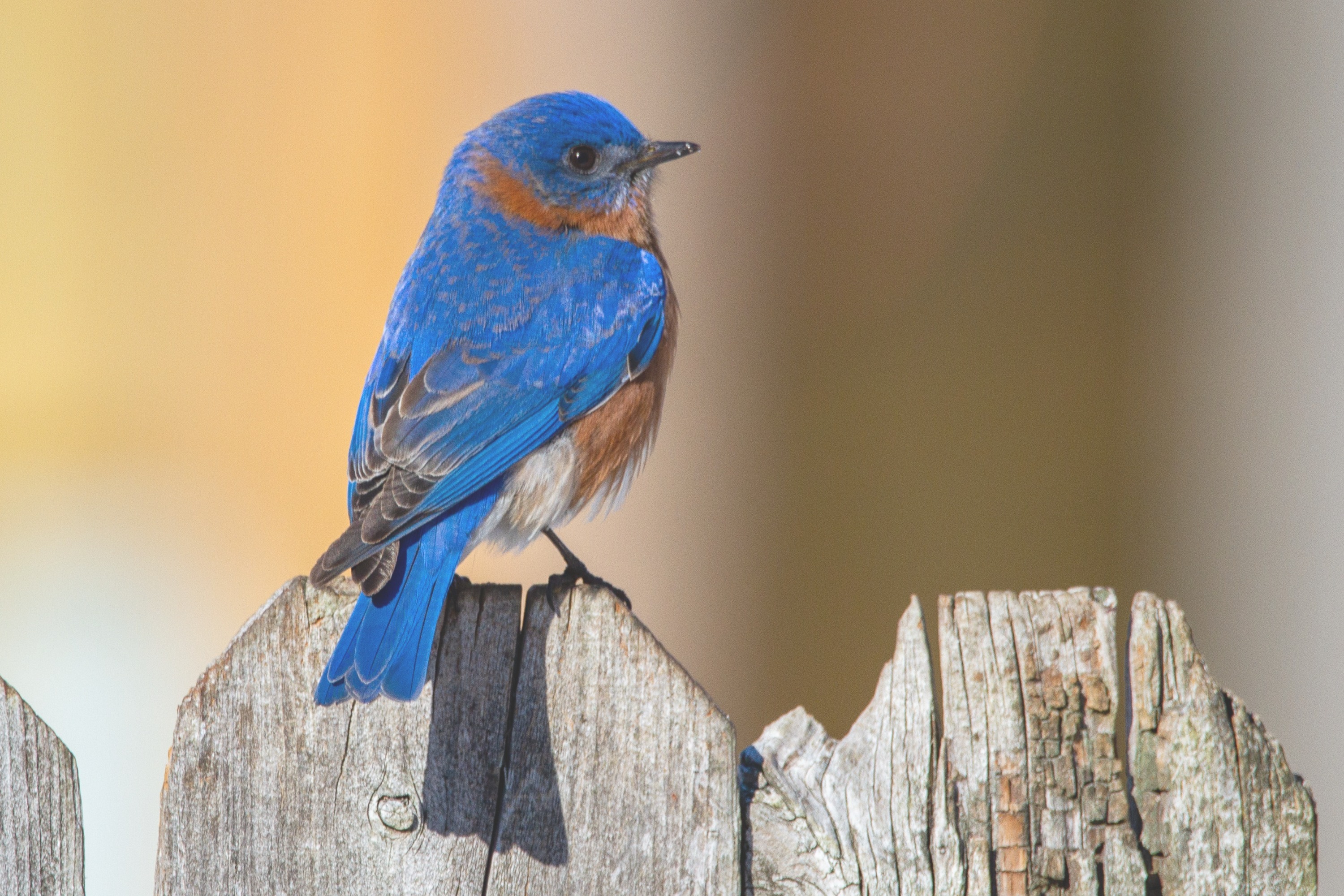 An eastern bluebird perched on a wooden fence